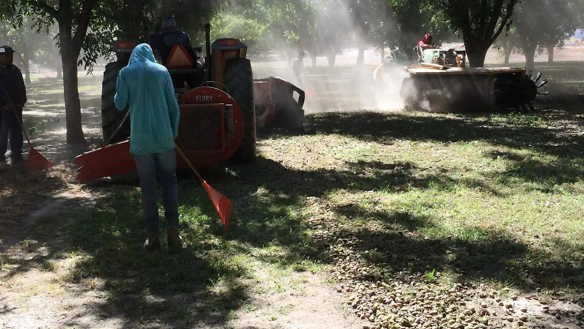 Prevén producir 63 mil toneladas de nuez en Chihuahua; 17% menos que en 2024 debido a la sequía